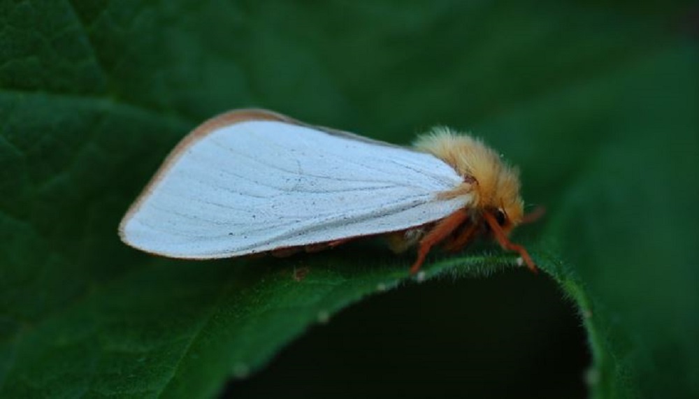 Male ghost moth